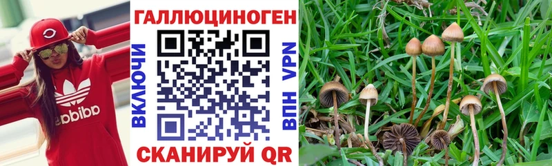 Псилоцибиновые грибы Cubensis  закладки  Инсар 